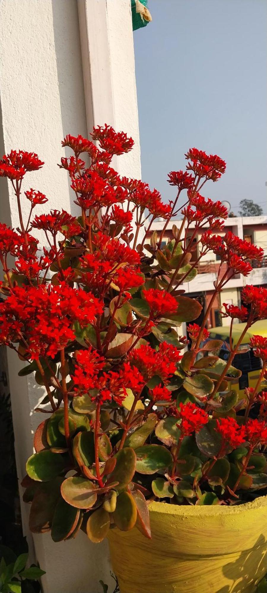 Sthanavi Homestay Ujjain